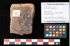 Foto (Objekt + Etikett) von Pinus ciliata Ettingshausen (NHMW-GEO-2024-0188-0321)